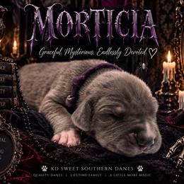 Morticia - Blue female Great Dane puppy in Montgomery, Texas from KD Sweet Southern Danes