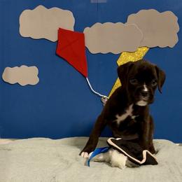 Shock - Brindle female Boxer puppy in La Vernia, Texas from Chilham Boxers