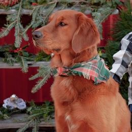 Golden Retrievers from Don’t Stop Retrieving, LLC