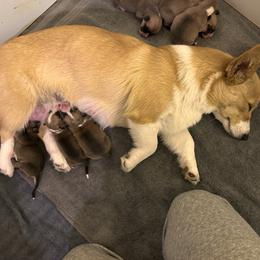 Pembroke Welsh Corgi Puppies from Hansen Corgis