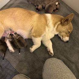 Pembroke Welsh Corgi Puppies from Hansen Corgis