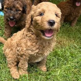 Swiss - Gold male Bordoodle puppy in Canfield, Ohio from Poo's Doo's & Inu's