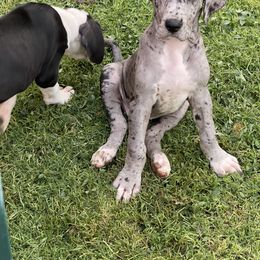 Great Dane Puppies from Laxton Danes