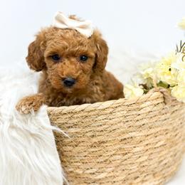 STAR - Red  female Goldendoodle puppy in Davison, Michigan from Dreaming Doodles