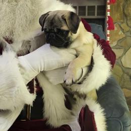 Diablo - Pug