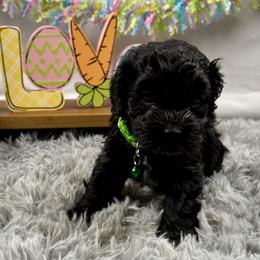 Ross - Black and white male Cockapoo puppy in Lancaster, Missouri from Cavapoo Acres