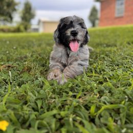 Maple - Merle male Sheepadoodle puppy in Tahlequah, Oklahoma from Mulberry Ridge Doodles