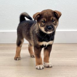 Shiro - Sesame male Shiba Inu puppy in Houston, Texas from Sakura Blossom Shibas