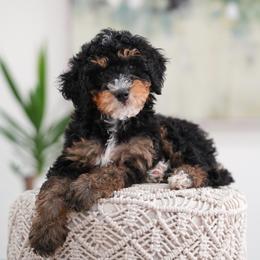 Cosmo - Tri-color male Bernedoodle puppy in Spokane, Washington from Lilac City Doodles