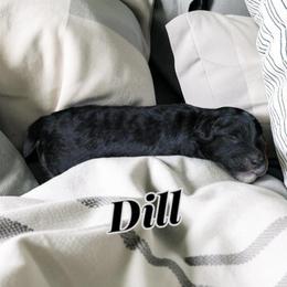 Dill - Black and white male Aussiedoodle puppy in Lebanon, Oregon from Abbott Family Farm