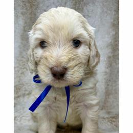 Skyler - Caramel ice male Australian Labradoodle puppy in Upland, California from Kings Labradoodles