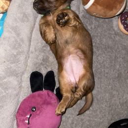 Cavalier King Charles Spaniel and Dachshund Puppies from Cavalier Companions CO.