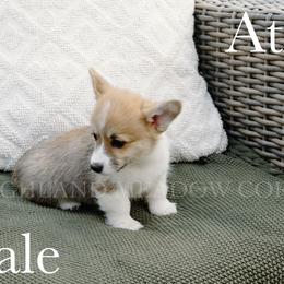 Atlas - Black and tan male Pembroke Welsh Corgi puppy in Bend, Oregon from Highland Meadow Corgis