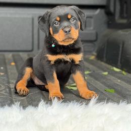 Teal Collar - Black and mahogany female Rottweiler puppy in Quinlan, Texas from Wright Way Retrievers