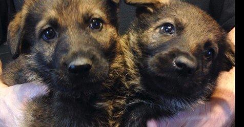 Cross Keys K9 Inc Working-Line German Shepherds in New Jersey