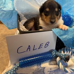 Caleb - Black white and tan male Collie puppy in Carencro, Louisiana from Cajun Bayou's Collies LLC