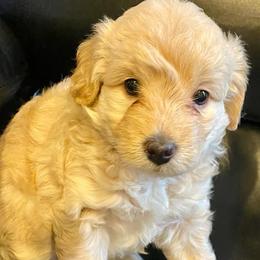 Goldendoodles from Graceful Miniature Goldendoodles