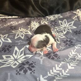 Mitsuri - Red tri female Miniature Australian Shepherd puppy in Granby, Missouri from Macks Mini Aussies