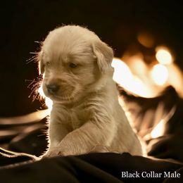 Golden Retriever Puppies from Studley Hill Goldens, LLC.