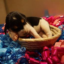 Purple girl - Tri-colored female Treeing Walker Coonhound puppy in Lovelady, Texas from 3 Color Kennel
