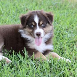 Girl 4 - Miniature Australian Shepherd puppy in Florida from J7 Miniature Australian Shepherds