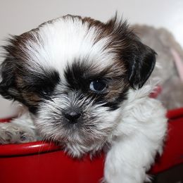 Girl 2 - Gold and white female Shih Tzu puppy in Craig, Colorado from Rocky Mountain Shih Tzus and Dry Creek Miniature Dachshunds