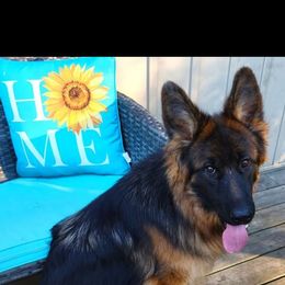 Nesa - German Shepherd