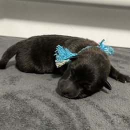 Blue - Gold brindle male Dutch Shepherd puppy in Wheatland, Wyoming from Mill Iron Dutch Shepherds