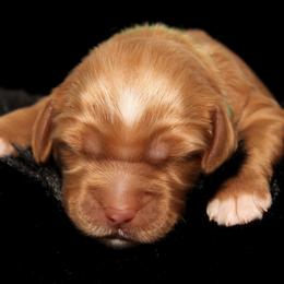Melba - Apricot female Australian Labradoodle puppy in Stanwood, Washington from Victoria Creek Australian Labradoodles
