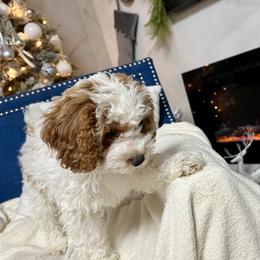 Cockapoo Puppies from Cockapoo