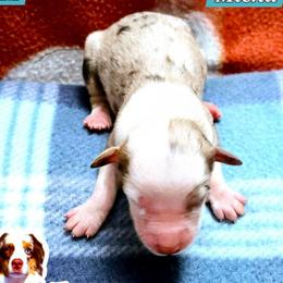 Micha - Red merle male Miniature Australian Shepherd puppy in Punta Gorda, Florida from Christie's Creekside Aussies