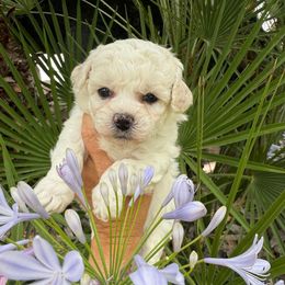 Blue boy - White male Bichon Frise puppy in Lake Elsinore, California from Amber's Bichon Frise and Poodles