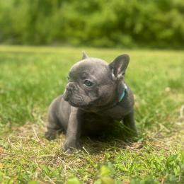 Zeus - Blue male French Bulldog puppy in Salisbury, Maryland from 77 Frenchies Maryland