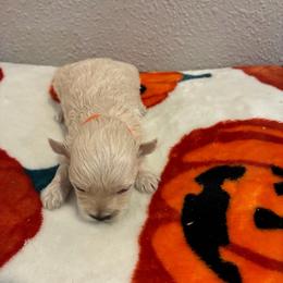 Ottis - Gold sable male Havapoo puppy in Brookings, South Dakota from Hofer Pups