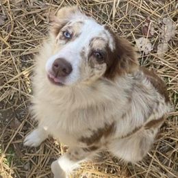 Aussiedoodles from Bluesprings Miniature Aussiedoodles