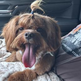 Cavapoo, Goldendoodle, and Poodle All Grown Up from Pearls & Curls doodles & poodles