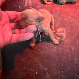 Pink Collar - Dark golden female Golden Retriever puppy in Stigler, Oklahoma from Red MAX Golden Retrievers