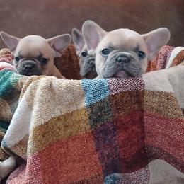 French Bulldog Puppies from Michigan fresh Coast Frenchies
