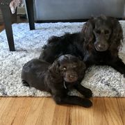 Boykin Spaniel Puppies from Bayhill Boykins