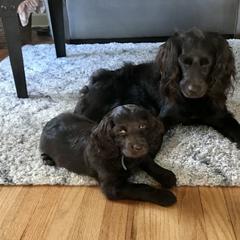 Boykin Spaniel Puppies from Bayhill Boykins