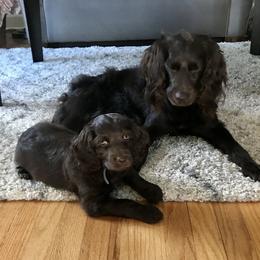 Boykin Spaniel Puppies from Bayhill Boykins