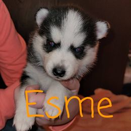 Pomsky Puppies from Paw-lenty of Pomskies