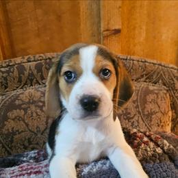 Dark Gray Collar - Black tan and white male Beagle puppy in Knoxville, Tennessee from River Valley Hounds