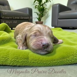 Elf Lime Green Male - Red male Cavapoo puppy in Lavon, Texas from Magnolia Prairie Doodles
