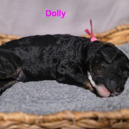 Dolly - Tri-color female Bernedoodle puppy in Summerville, South Carolina from Channys Doodles