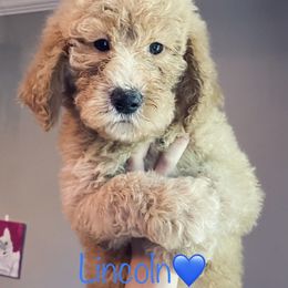 Aussiedoodle Puppies from Shawna Rosario