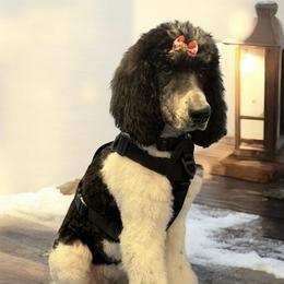 Star - Poodle