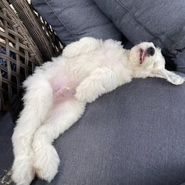Sheepadoodle Puppies from Narrow Path Puppies