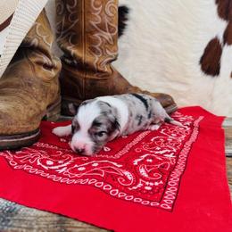 'Zeus' - Blue merle male Australian Shepherd puppy in Durand, Wisconsin from Larson’s Legacy Aussome Aussie Kennels