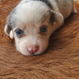 Jovie - Blue merle and white female American Corgi puppy in Shawnee, Oklahoma from Sunray Ranch